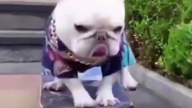 Cute Dog