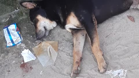 Street dog sleeping.