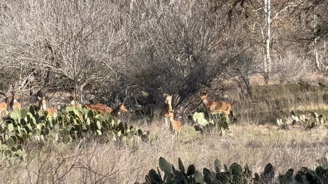 Axis deer herd