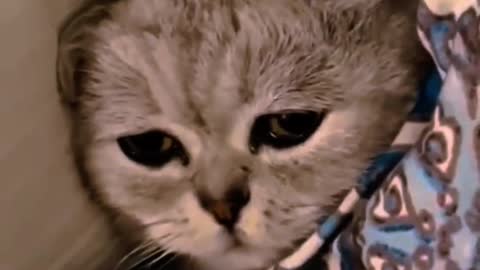 Turns out kittens can also emo songs to disappear you