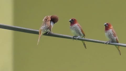 Munia birds sitting in rope