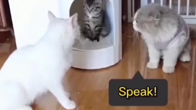 Cat fun time 4