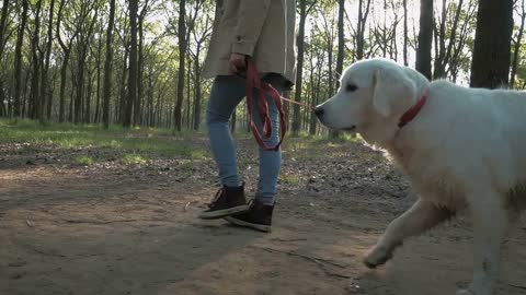 Girl with dog walking in park in one spring day, slow motion