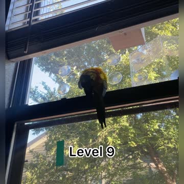 Ranking the noise levels of my birds: