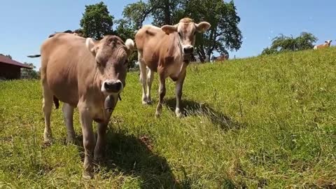 There are a lot of cute cows in the cattle farm. Their eyes are so clean that you want to hug them