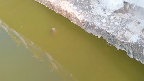 Big fish in pond video...