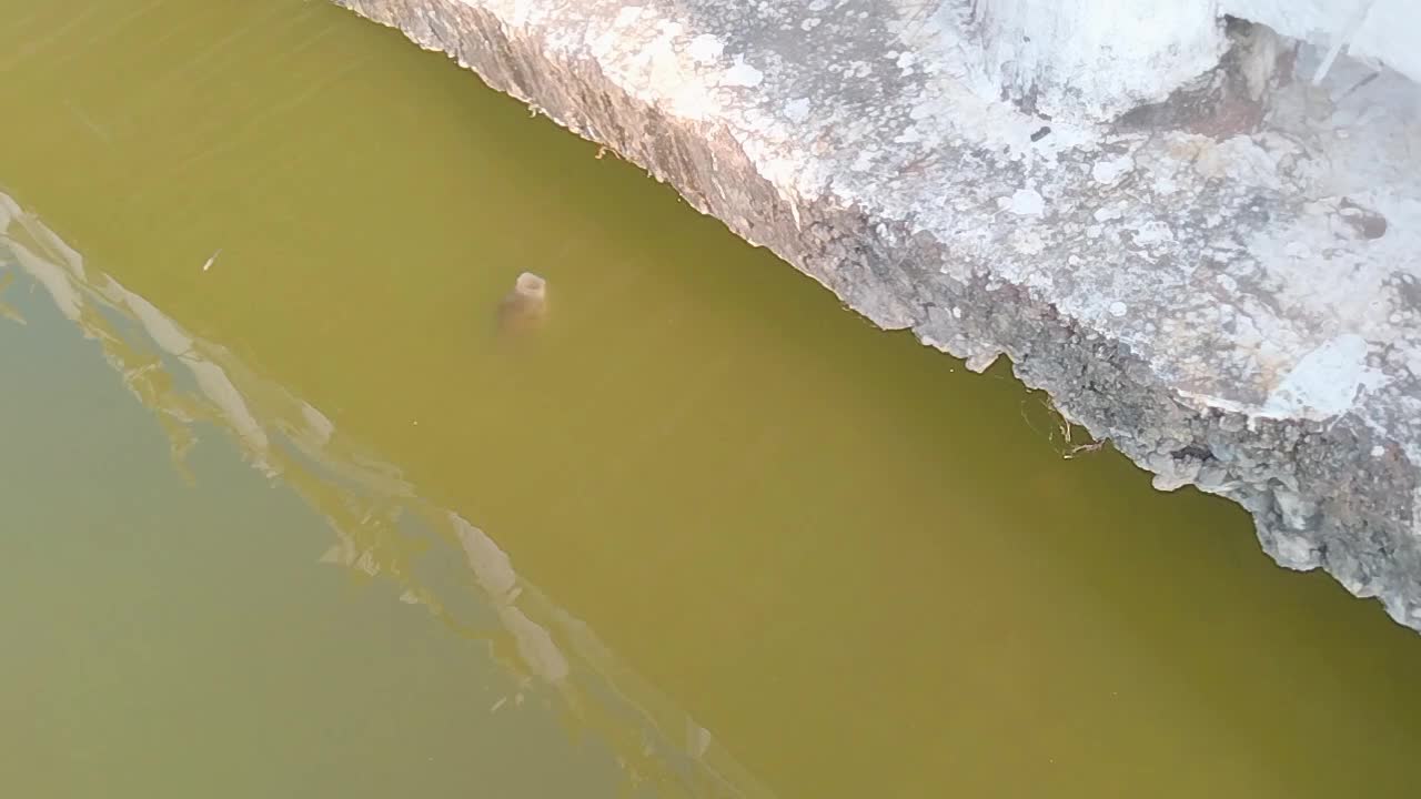 Big fish in pond video...