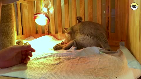 Black Golden Cat Gives Birth to 4 Super Adorable Kittens