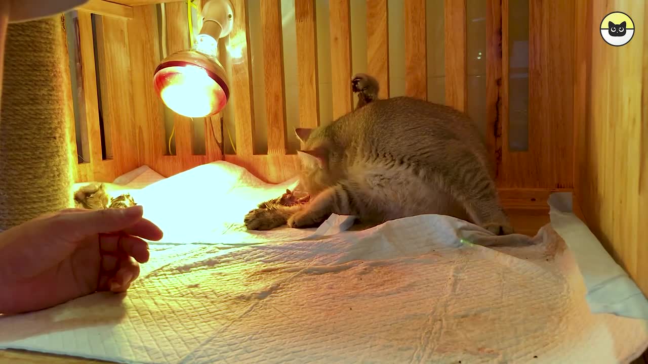 Black Golden Cat Gives Birth to 4 Super Adorable Kittens