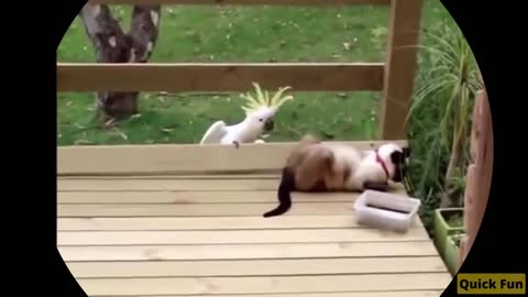 Funny Grumpy Pet Video