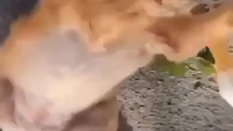 Try Not Stop Laugh Funny Dog and Duck