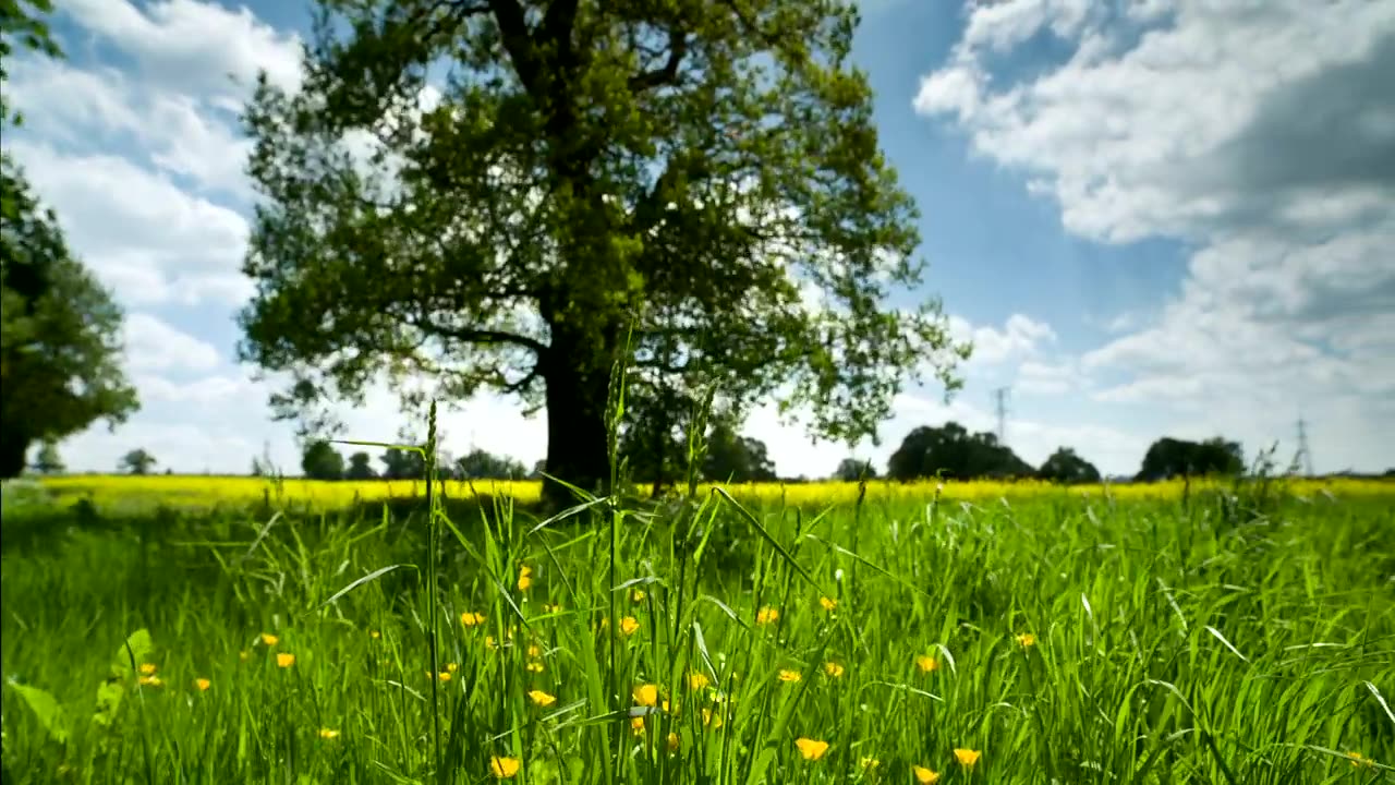 Nature | Flowers| Trees | Relaxation