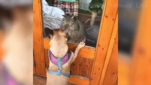 😆Funniest 🐶dog and 🐈cats- Awesome funny pet animals video😂