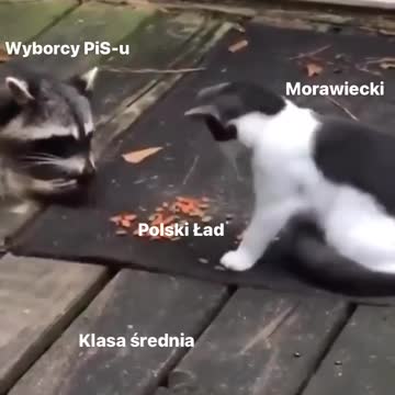 wyborcy pis, mati piniokio morawiecki, Polski ład, klasa średnia