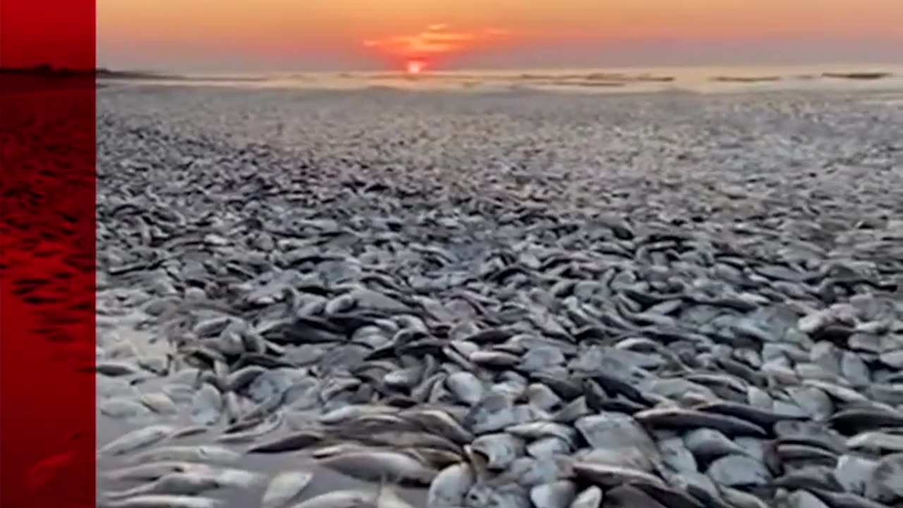 Thousand of dead fish have washed up along the gulf coast in Texas. #Shorts #Texas #BBCNews.