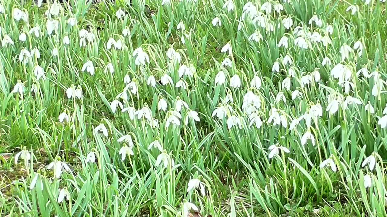 Snow Drop Nature Sound