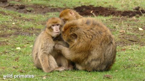 Cute Monkey In Zoo