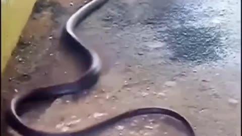 Snakes Playing - Vía hkentertainmentO (Ig)