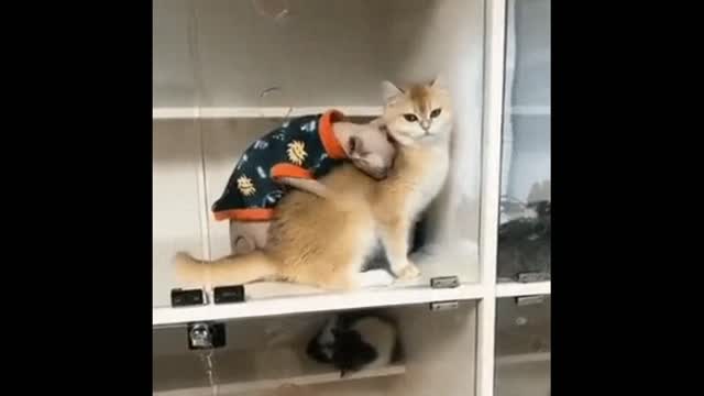 Two cats are cute cuddling