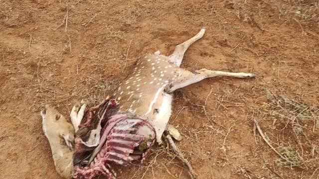 Deer death in road side 😣😣