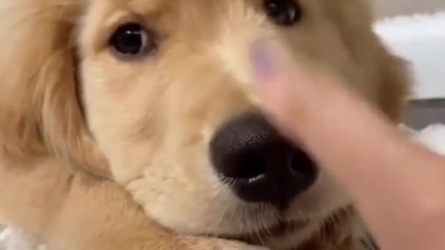 cute and funny dogs