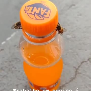 A couple of intelligent bees opening a bottle.