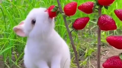 Rabbit strawberry