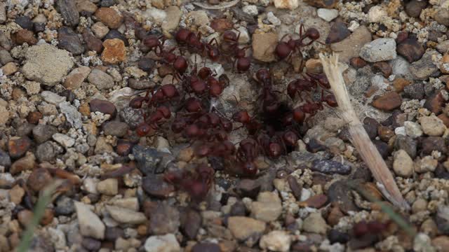 Red Harvester Ants extremely close up