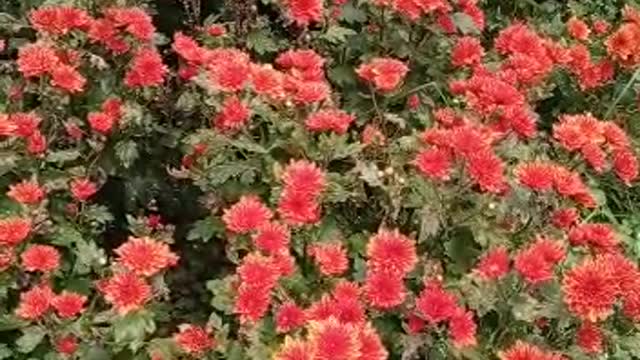 Crysan flower