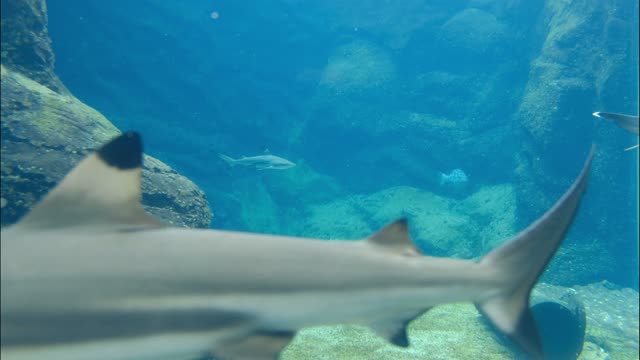 Sea Predators Swimming Underwater