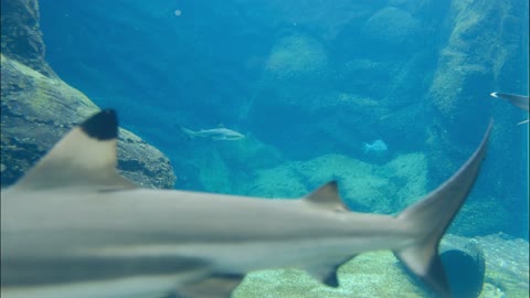 Sea Predators Swimming Underwater