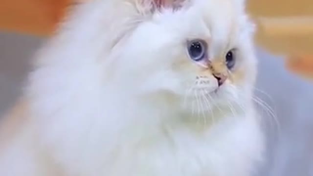 Cutest Kitten - Baby Cat And Funny Cats Videos Compilation