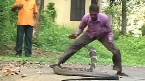 King Cobra Live Attack