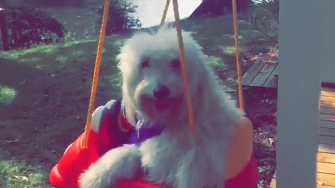 Fluffy white dog sits on red porch swing outside