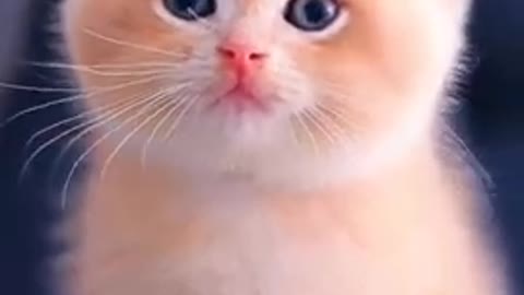 🌺Cute_Baby_Cat)