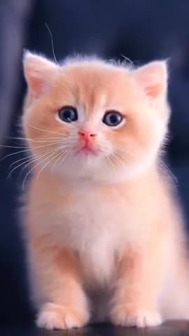 🌺Cute_Baby_Cat)