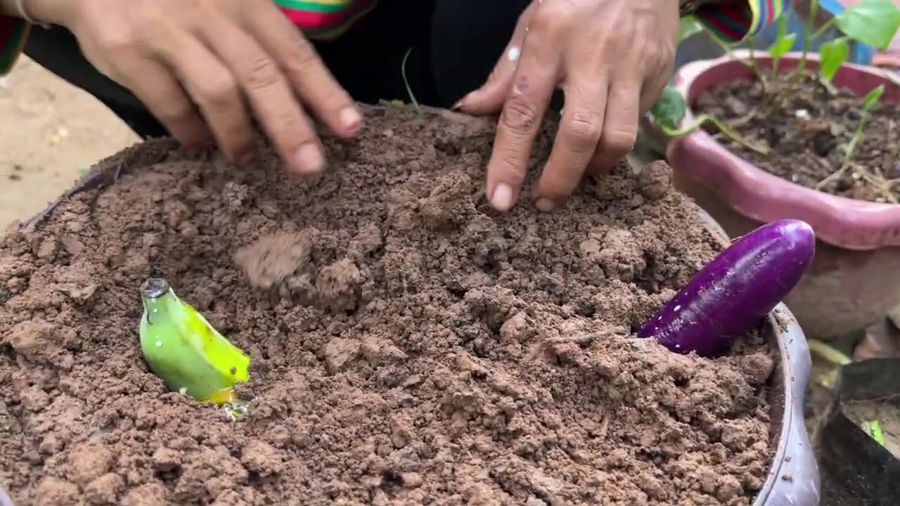 New method of growing bananas and eggplant with duck eggs and raw milk to get more fruit than usual