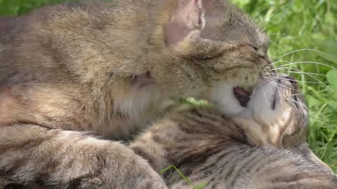 cat licks her kitten