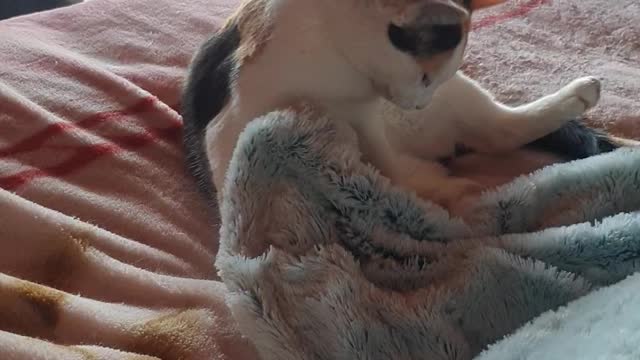 Funny Cute Kitten wrestling her blanket, try not to laugh