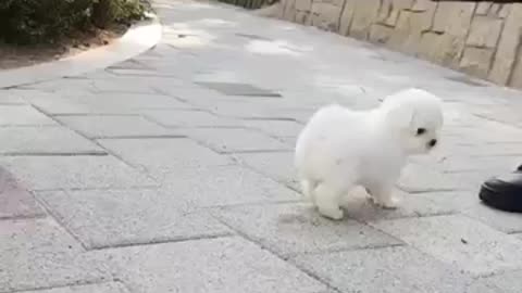Littile cute puppy