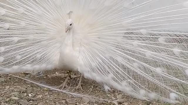 peacock chicken hybrid