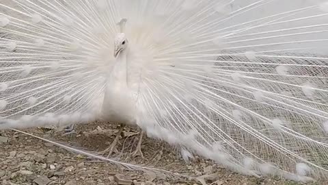 peacock chicken hybrid