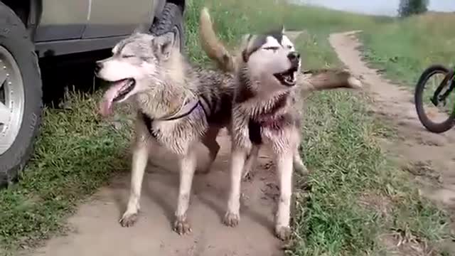 10 Things you didn’t know about the siberian Husky