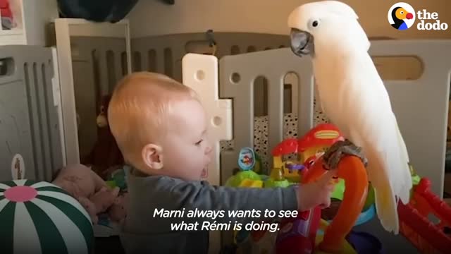 COCKATOO AND BABY