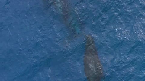 The whales