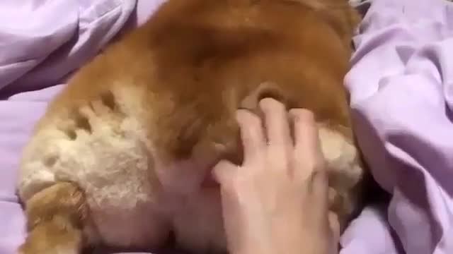 Funny Dog Videos 2021 It's time to LAUGH with Dog's life256