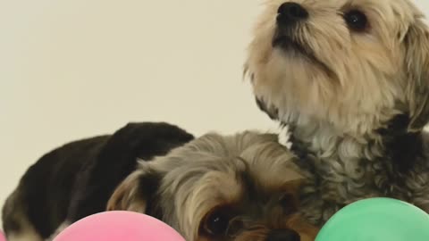 Two cute puppy playing with baloon