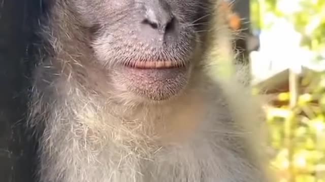 Funny monkeys
