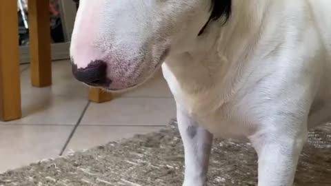 Baby Dogs - Cute and Funny Dog Videos Compilation
