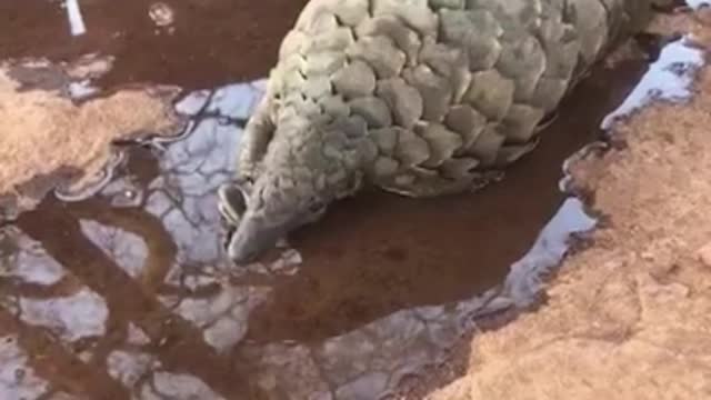 What species is this